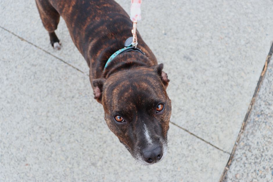 A dog on a leash near a person, illustrating a situation a dog bite injury lawyer evaluates when assessing a claim